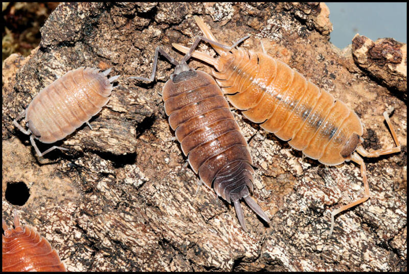 Porcellio nicklesi "multi color"