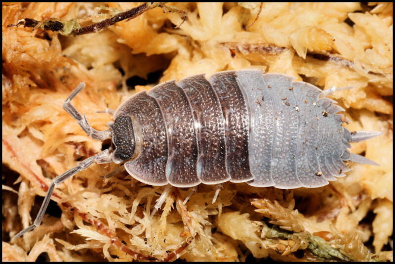 Porcellio nicklesi "multi color"