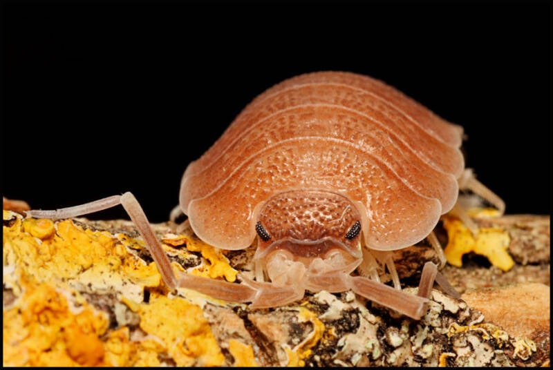 Porcellio nicklesi "multicolor"
