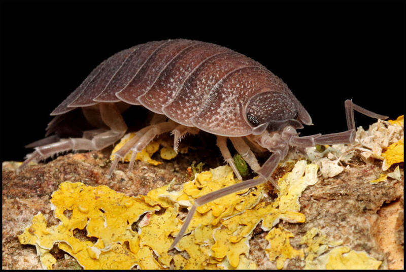Porcellio nicklesi "multi color"