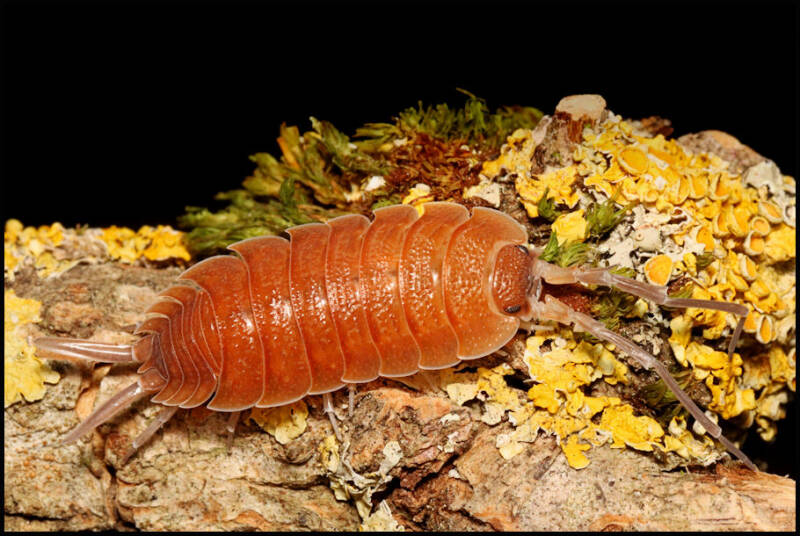Porcellio nicklesi "multi color"