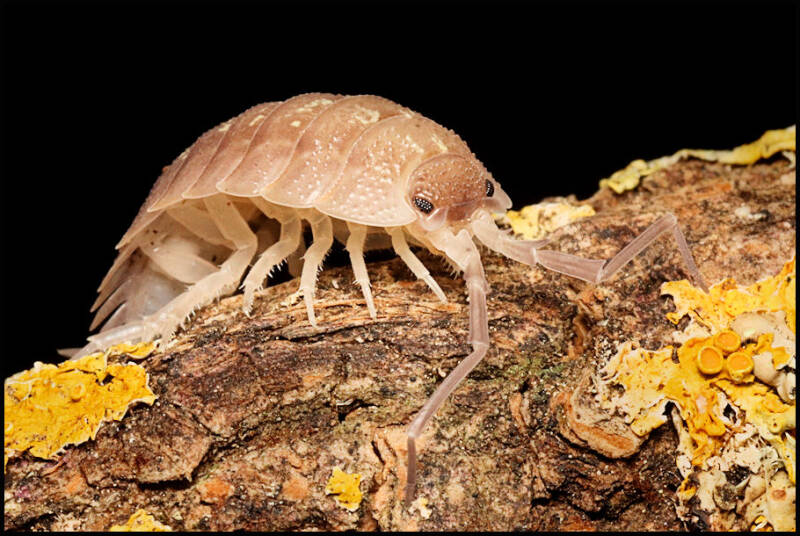Porcellio nicklesi "tang"