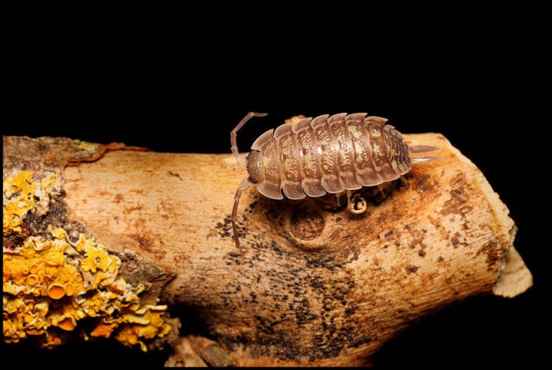 Porcellio nicklesi "tang"