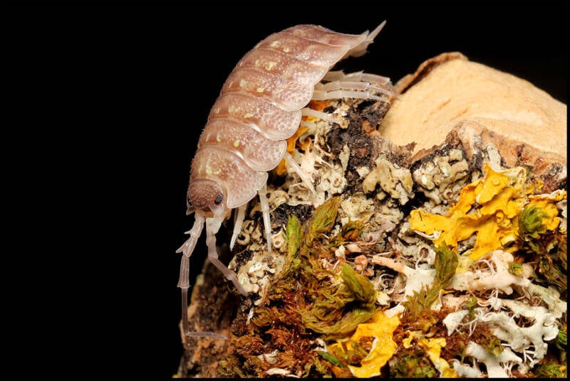 Porcellio nicklesi "tang"