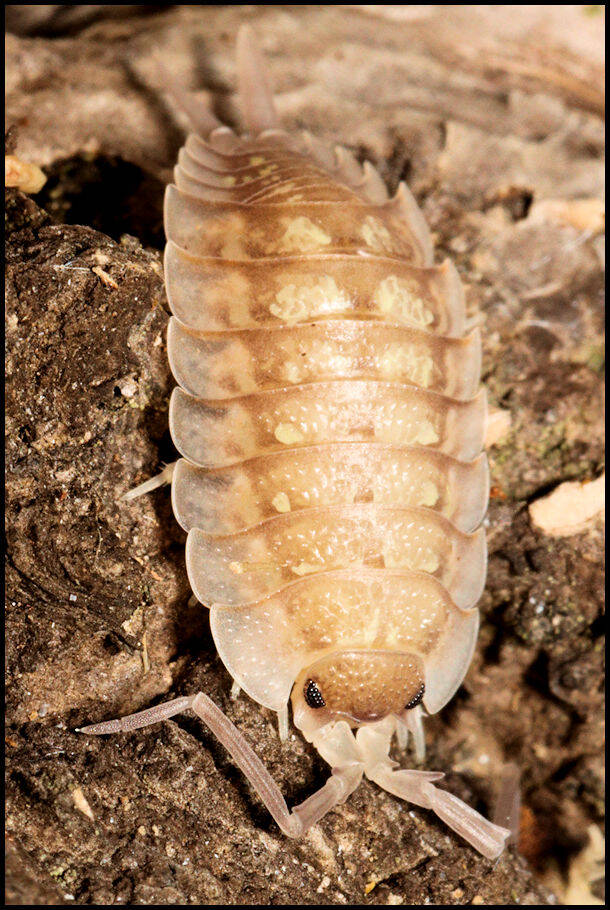 Porcellio nicklesi "tang"