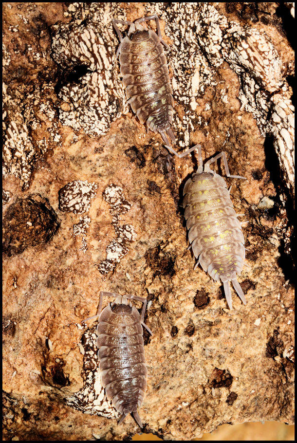 Porcellio nicklesi "tang"