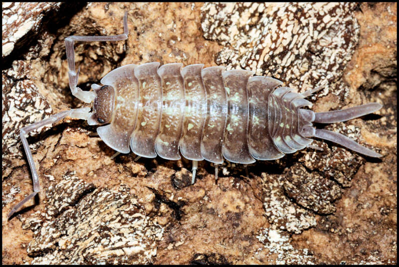 Porcellio nicklesi "tang"