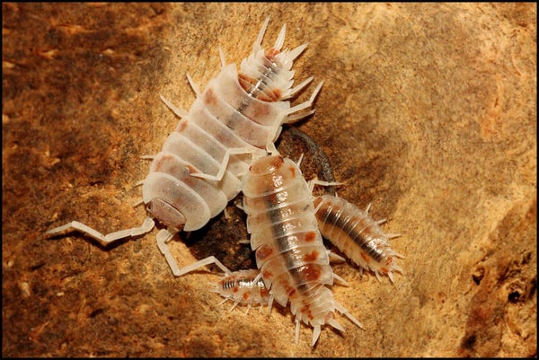 13 x Porcellionides pruinosus “Orange Koi”