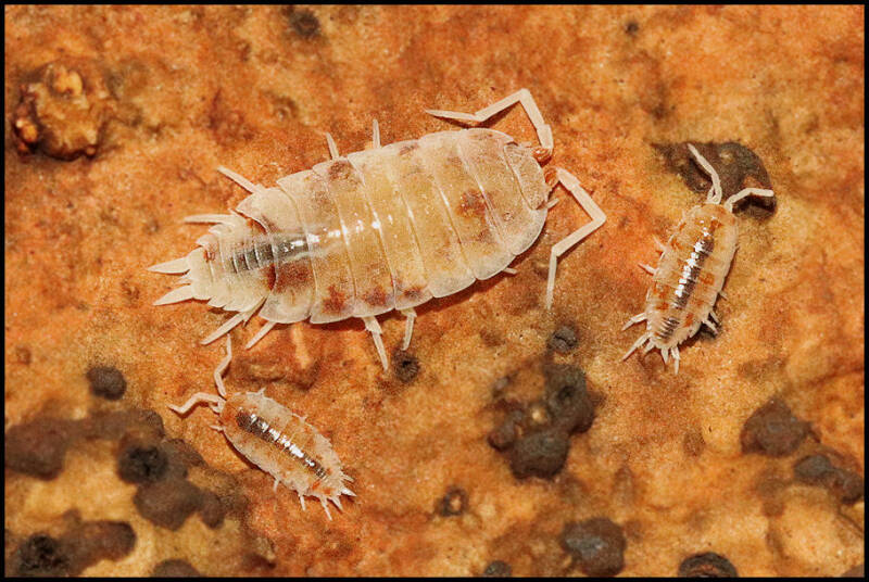 Porcellionides pruinosus “Orange Koi”
