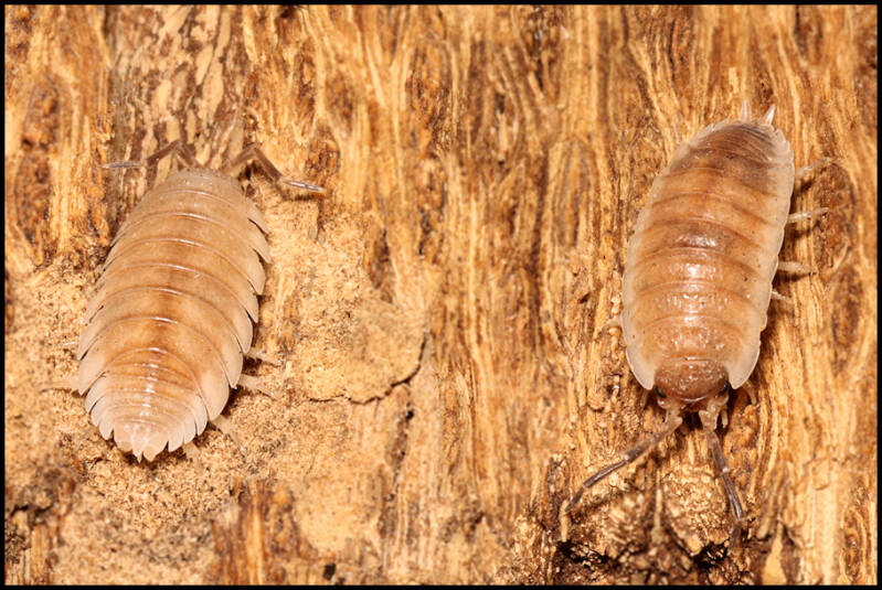 Porcellio ornatus 'creme koi-gen'