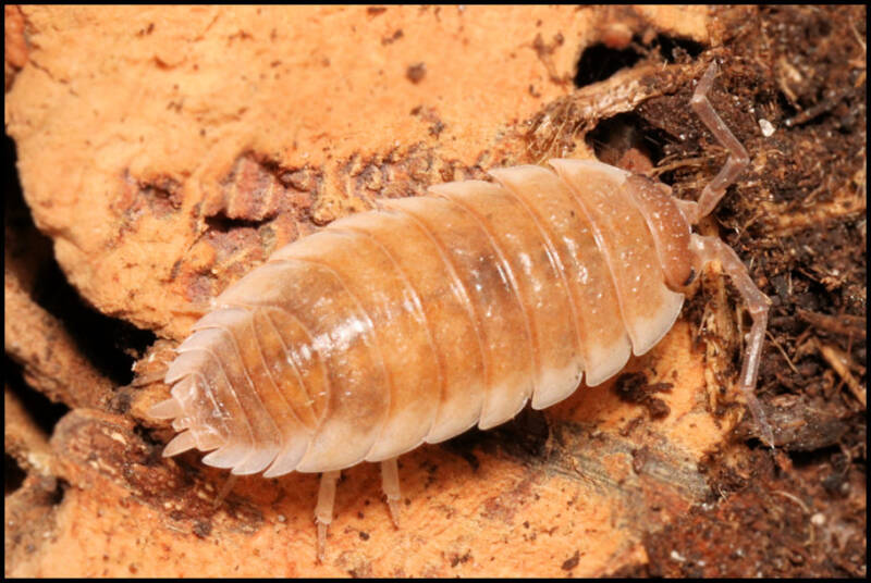 Porcellio ornatus 'creme koi-gen'