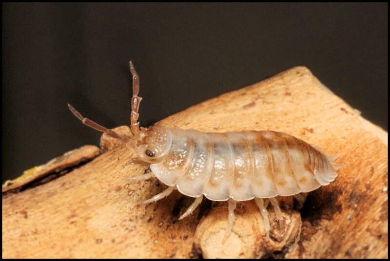 Porcellio ornatus 'creme koi-gen'