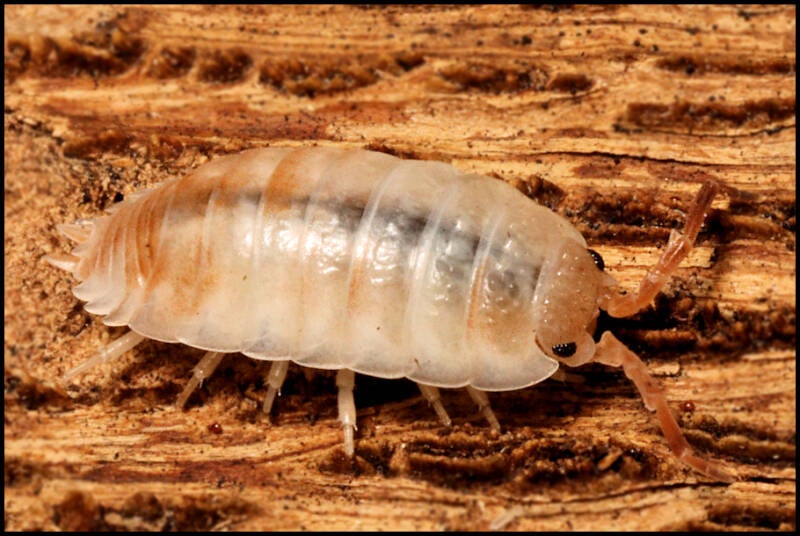 Porcellio ornatus 'creme koi-gen'