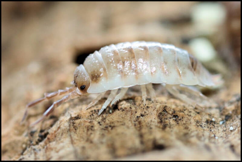 Porcellio ornatus 'creme koi-gen'