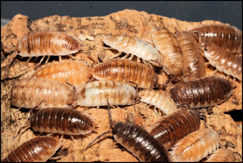 Porcellio ornatus 'creme koi-gen'