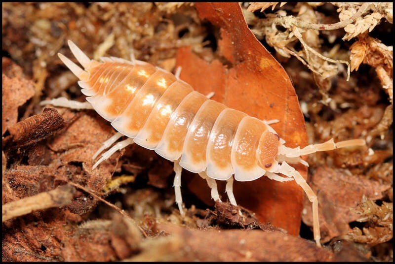 Porcellio pseudornatus "tangerine dream"