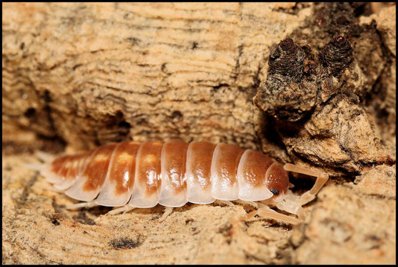 Porcellio pseudornatus "tangerine dream"