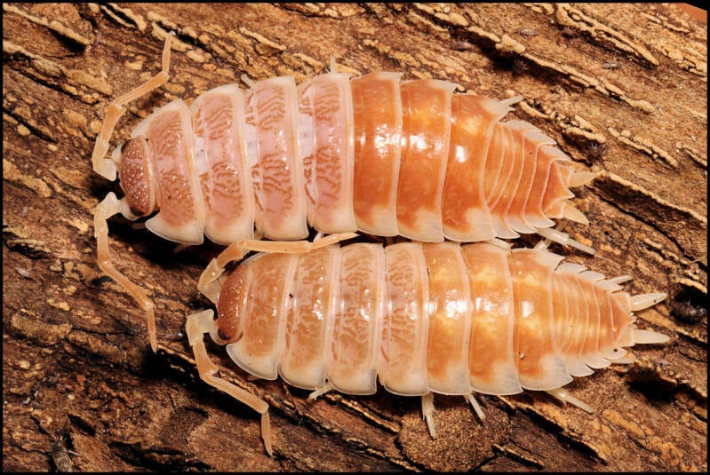 Porcellio pseudornatus "tangerine dream"