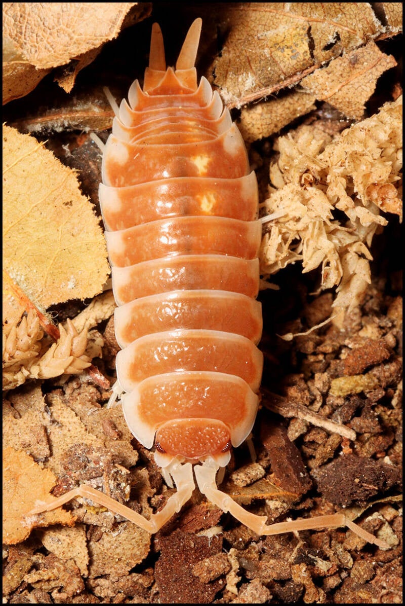 Porcellio pseudornatus "tangerine dream"