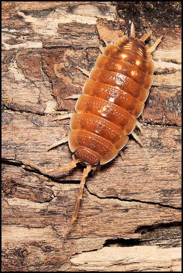 Porcellio pseudornatus 'Malaga monster'