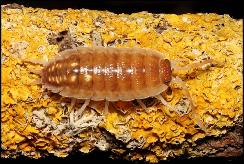 Porcellio pseudornatus 'Malaga monster'