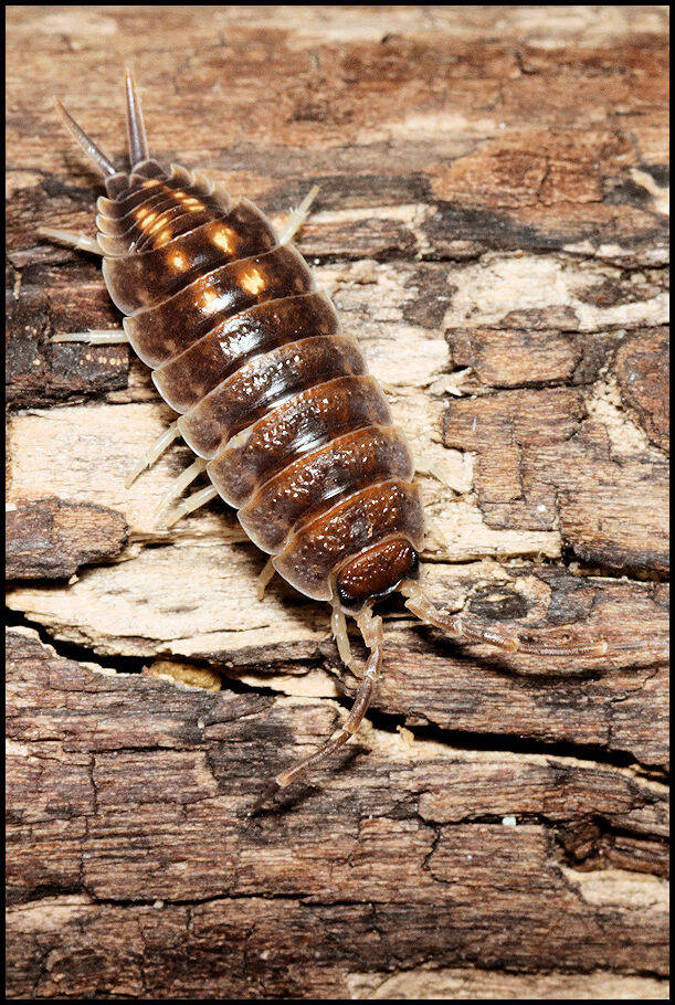 Porcellio pseudornatus 'Malaga monster'