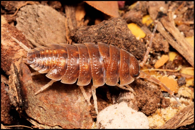 Porcellio pseudornatus 'Malaga monster'