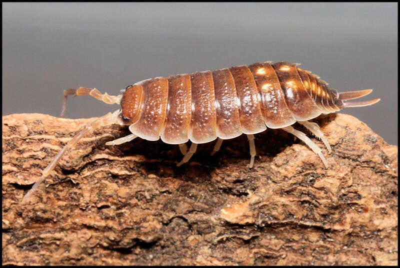 Porcellio pseudornatus 'Malaga monster'