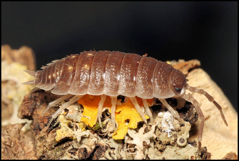 Porcellio pseudornatus 'Malaga monster'