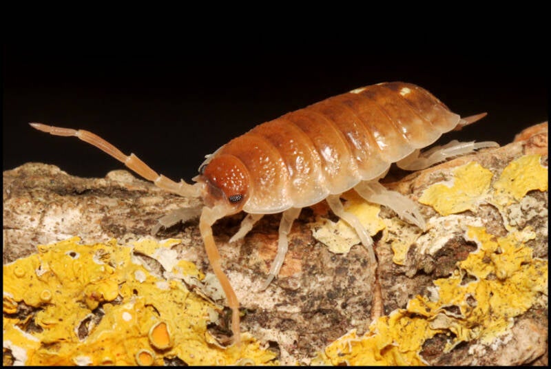 Porcellio pseudornatus 'Malaga monster'