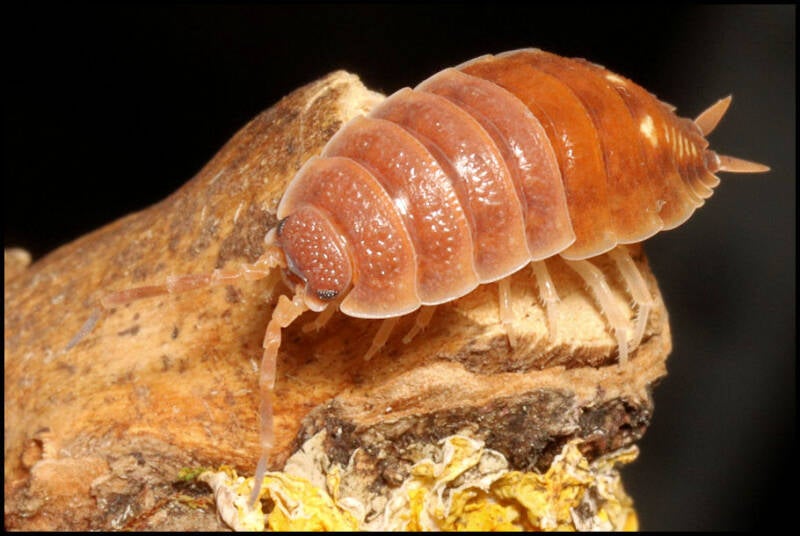 Porcellio pseudornatus 'Malaga monster'