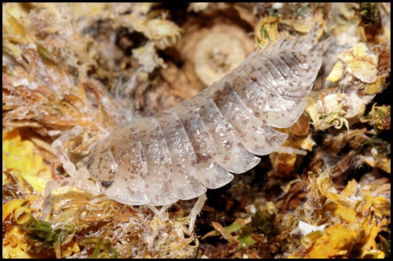 Porcellio scaber 'Dalmatian'