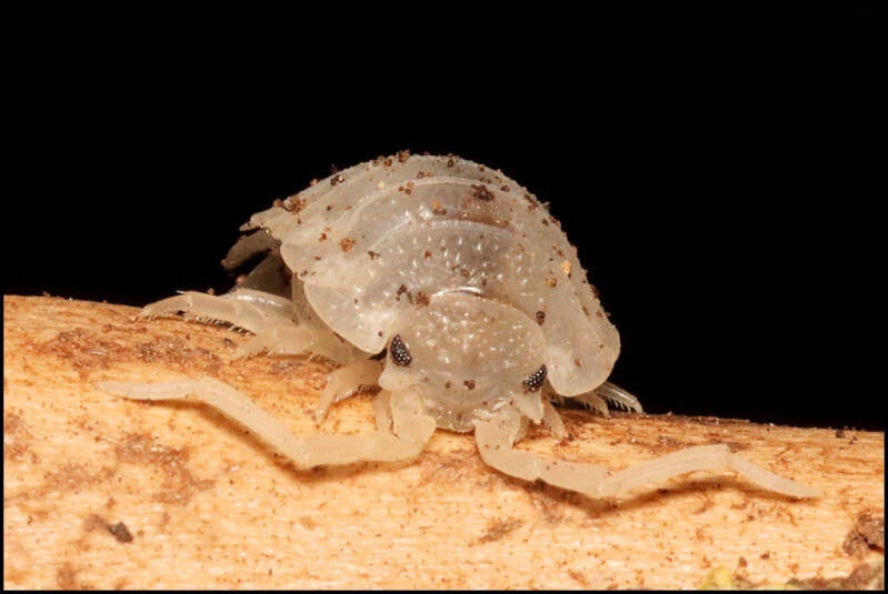 Porcellio scaber 'moonstone'