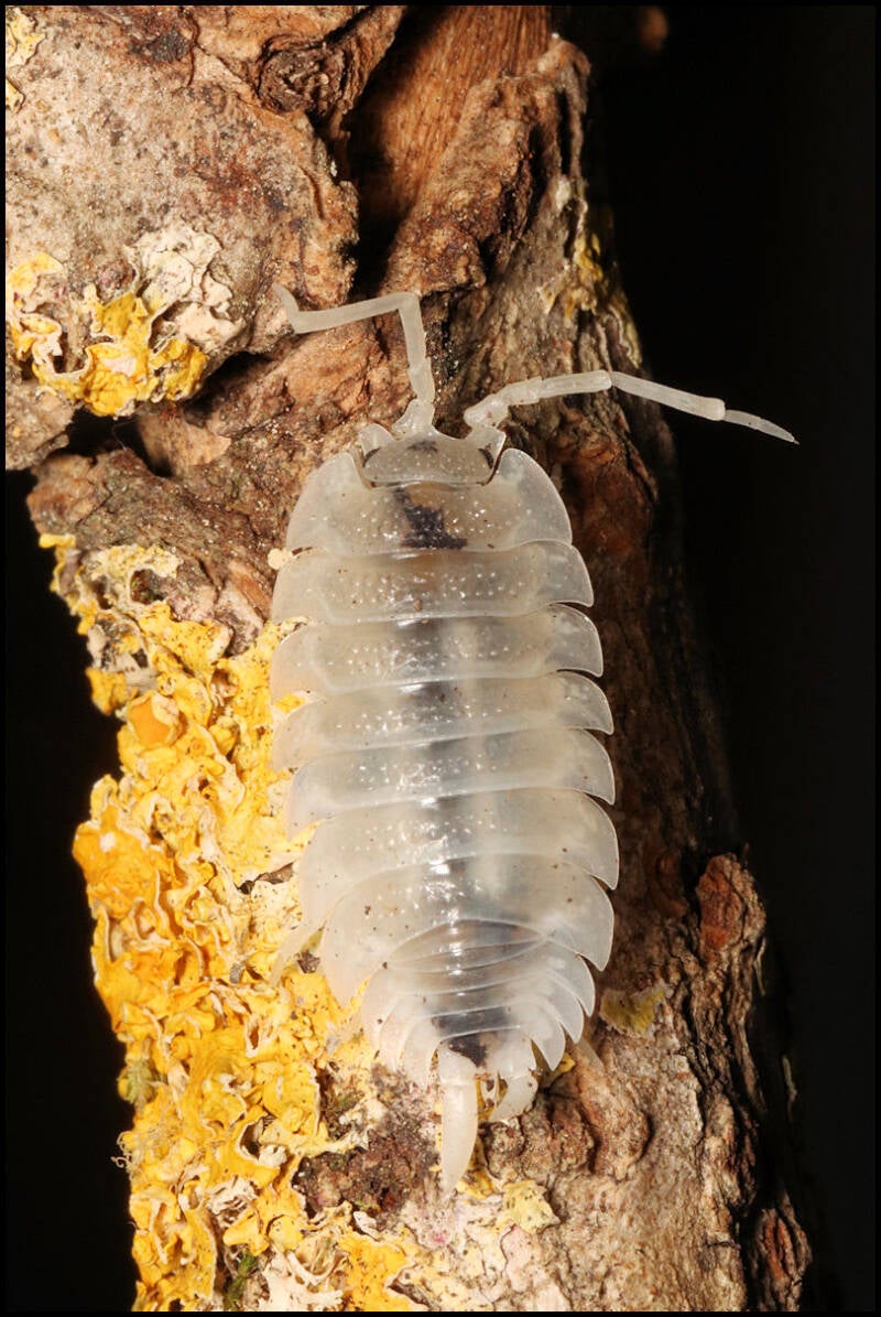 Porcellio scaber 'moonstone'