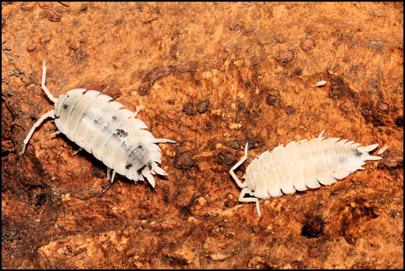 Porcellio scaber 'moonstone'