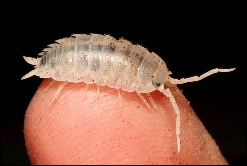 Porcellio scaber 'moonstone'
