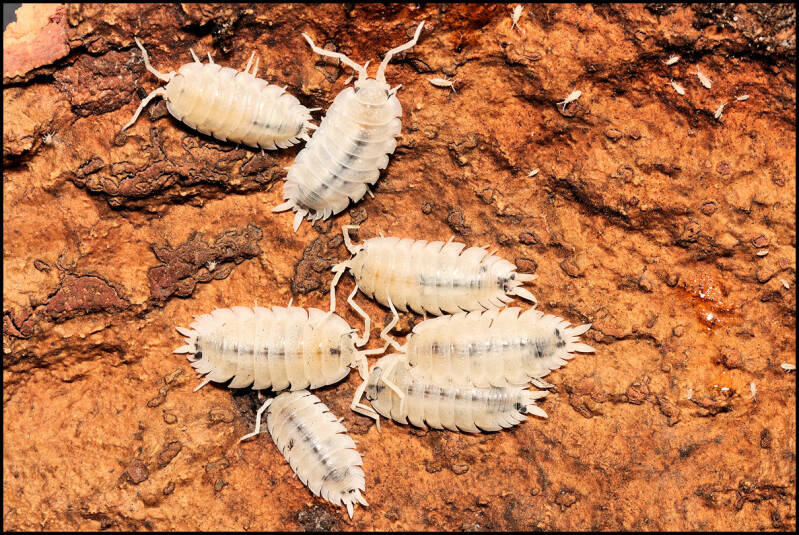 Porcellio scaber 'moonstone'