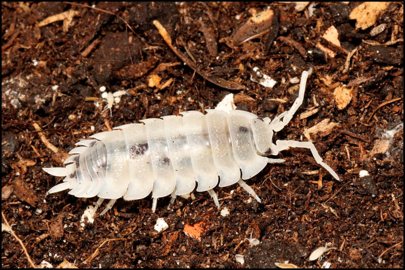 Porcellio scaber 'moonstone'