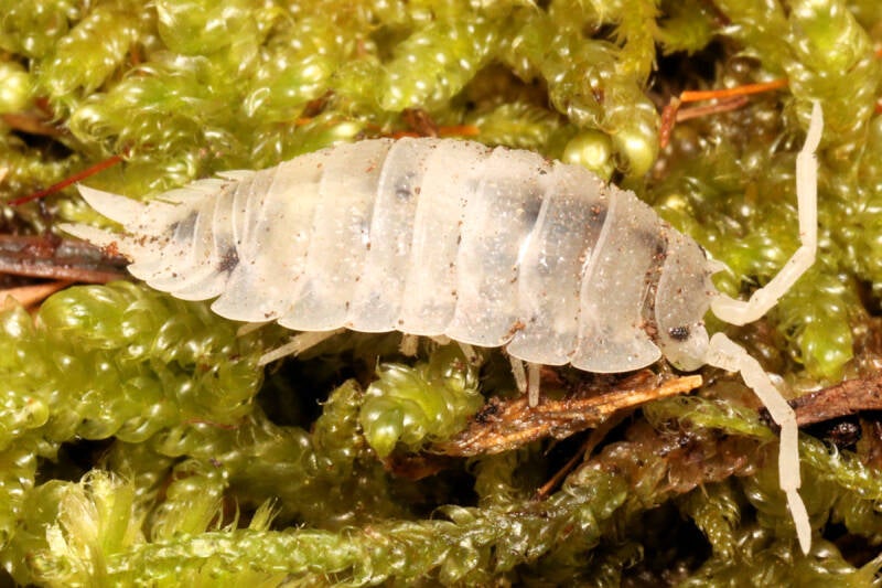Porcellio scaber 'moonstone'