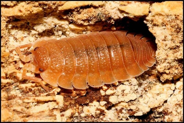 13 x Porcellio scaber 'orange'