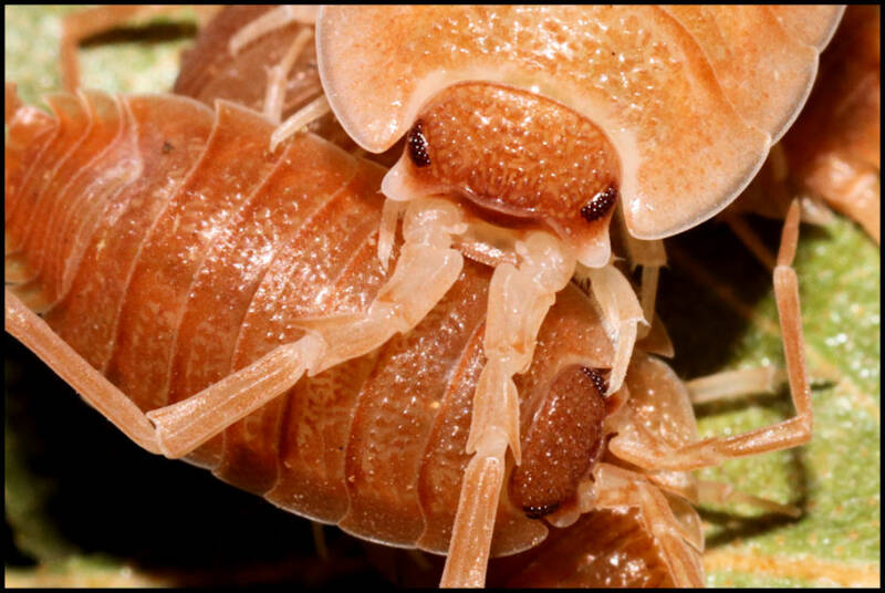 Porcellio spec. "barbate orange"
