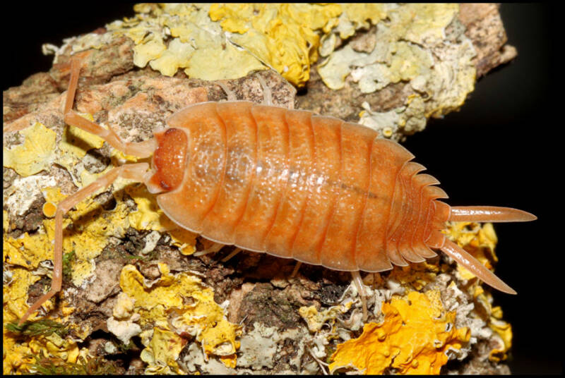 Porcellio spec. "barbate orange"