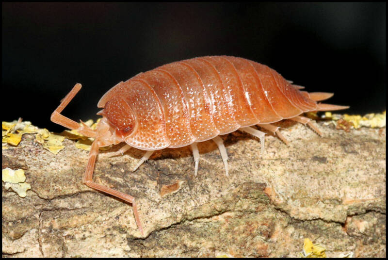 Porcellio spec. "barbate orange"