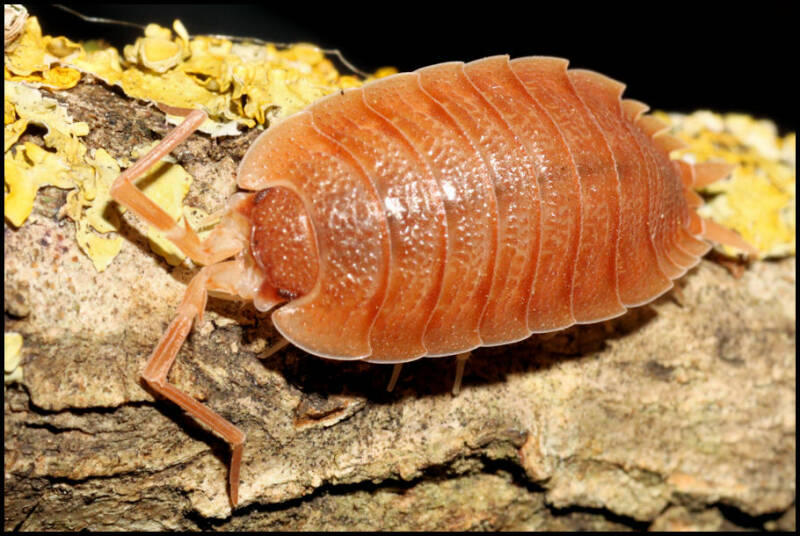Porcellio spec. "barbate orange"