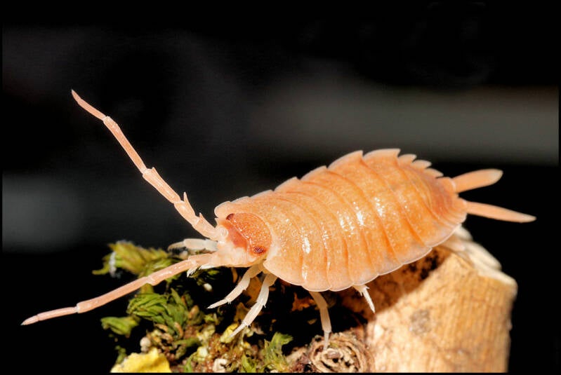 Porcellio spec. "barbate orange"