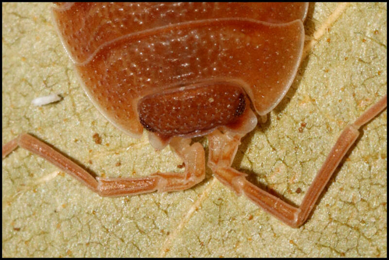 Porcellio spec. "barbate orange"