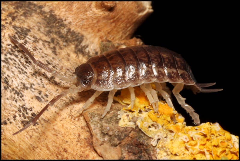 Porcellio spec. 'Imi Quaddar Morocco'