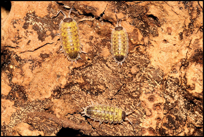 Porcellio spec. 'yellow dots'