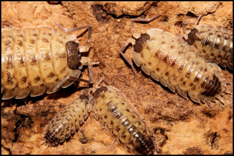 Porcellio spinicornis