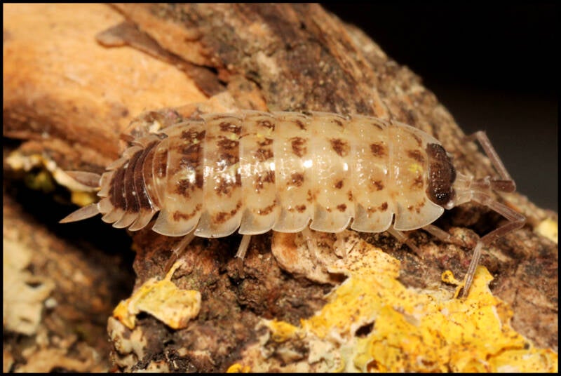 Porcellio spinicornis